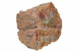Colorful, Petrified Wood (Araucarioxylon) End Cut - Arizona #210840-2